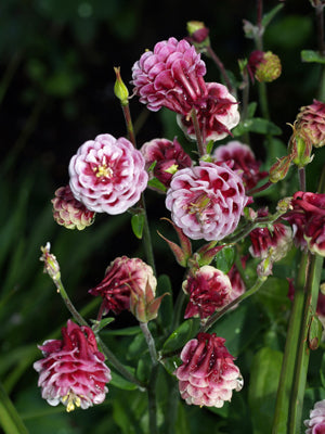 AQUILEGIA VULGARIS 'POM POM CRIMSON'