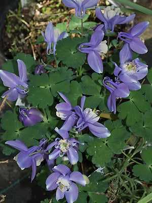 AQUILEGIA SAXIMONTANA