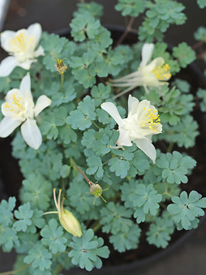 AQUILEGIA SCOPULORUM NNS 06-75