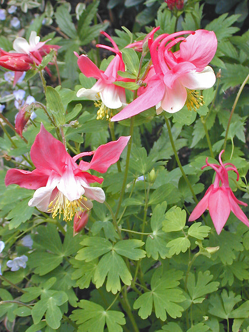 AQUILEGIA 'TANGO'