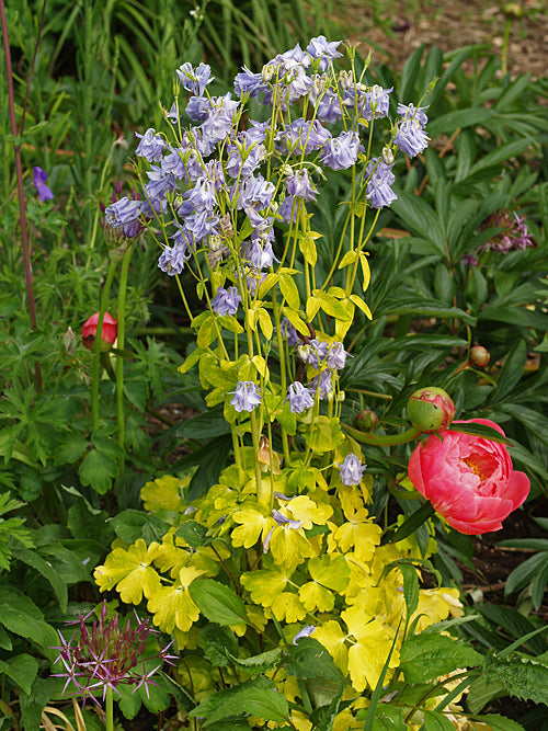 AQUILEGIA VULGARIS 'EYECATCHER'