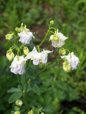 AQUILEGIA 'ICE BLUE'