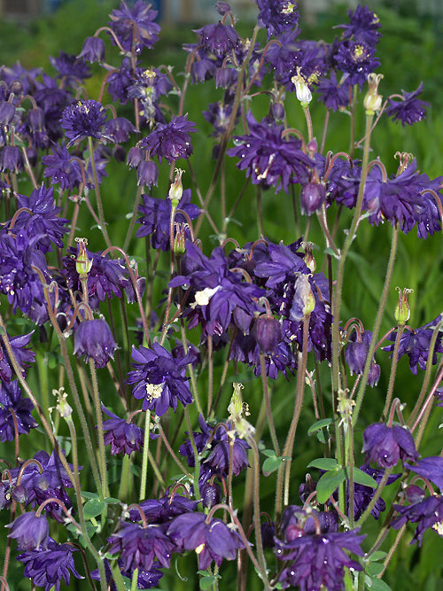 AQUILEGIA VULGARIS 'PERLA BLUE BARLOW'