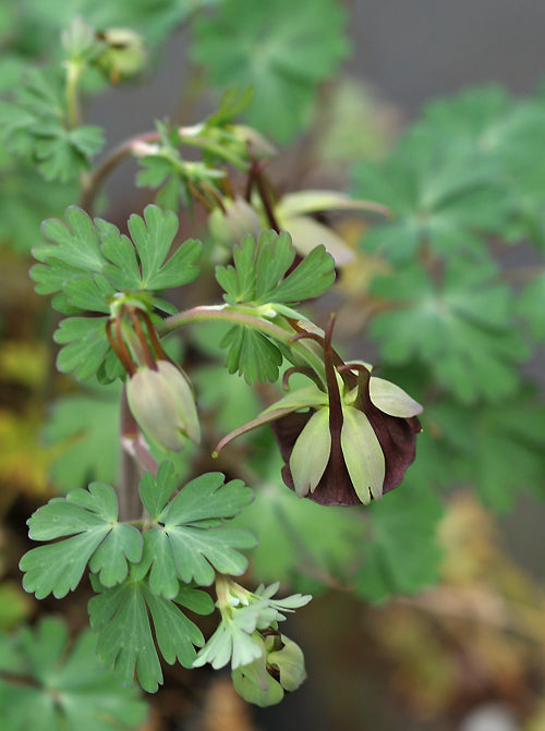 AQUILEGIA VIRIDIFLORA