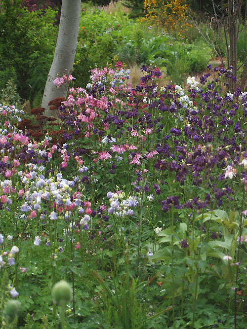 AQUILEGIA VULGARIS