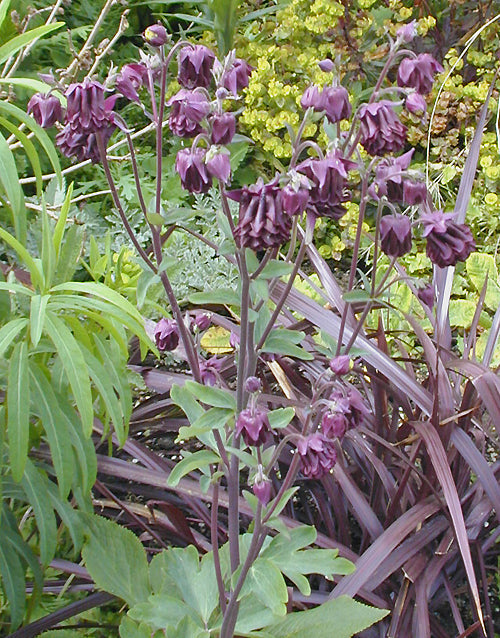 AQUILEGIA VULGARIS 'WARWICK DOUBLE'
