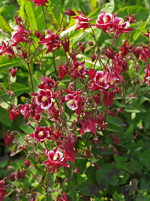 AQUILEGIA 'WINKY RED AND WHITE'