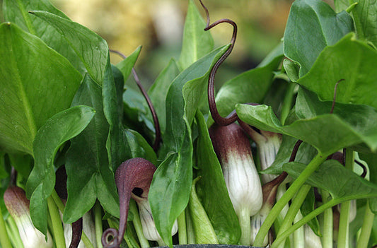 ARISARUM PROBOSCIDEUM