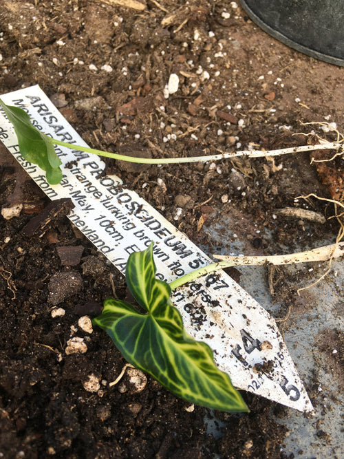ARISARUM PROBOSCIDIUM 'TRIM'