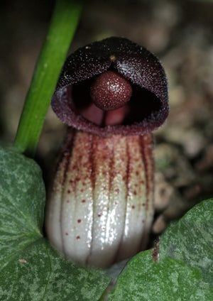 ARISARUM VULGARE subsp.SIMORRHINUM