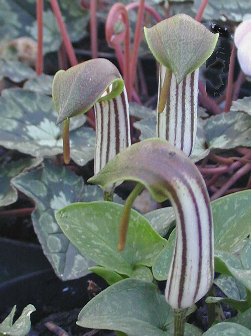 ARISARUM VULGARE subsp.VULGARE