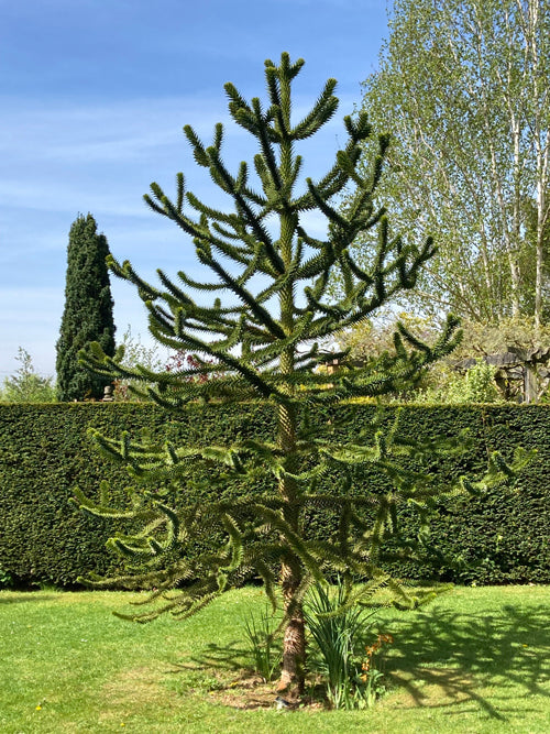 ARAUCARIA ARAUCANA