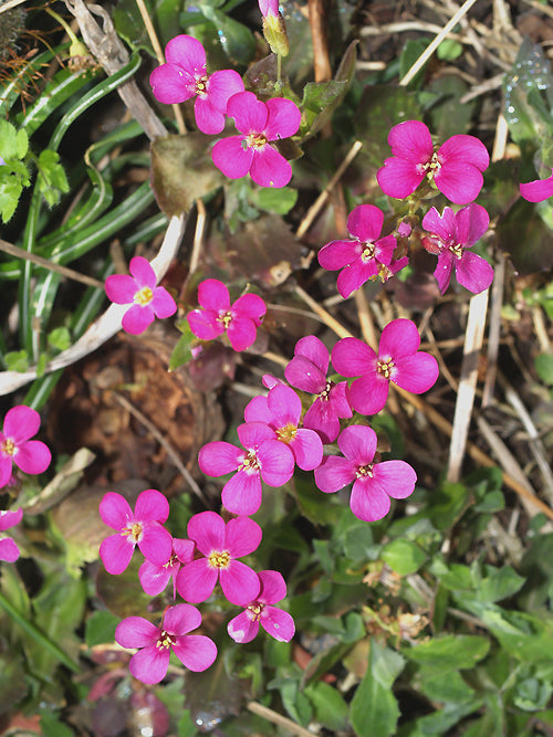 ARABIS ALPINA subsp.CAUCASICA 'REVOLUTION'
