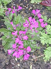 ARABIS BLEPHAROPHYLLA 'FRÜHLINGSZAUBER'