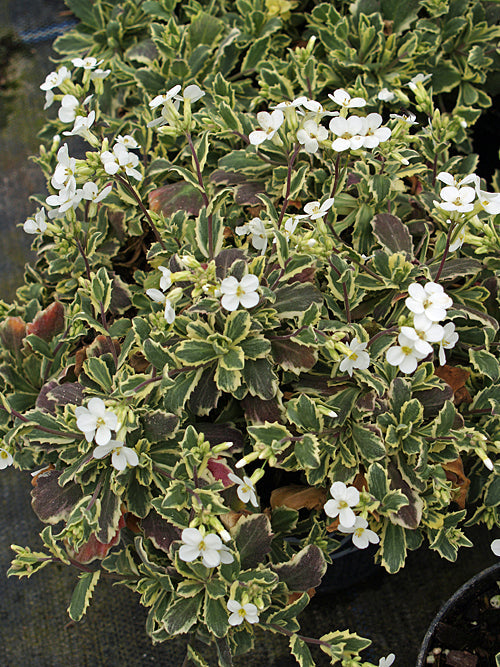 ARABIS ALPINA subsp.CAUCASICA 'ARCTIC JOY'