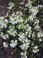 ARABIS ALPINA subsp.CAUCASICA 'FLORE PLENO'