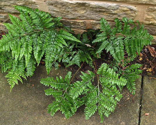 ARACHNIODES DAVALLIAEFORMIS