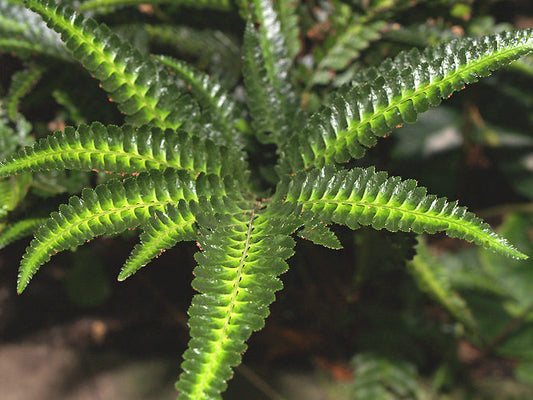 ARACHNIODES SIMPLICIOR