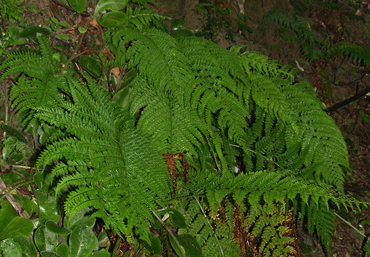 ARACHNIODES STANDISHII