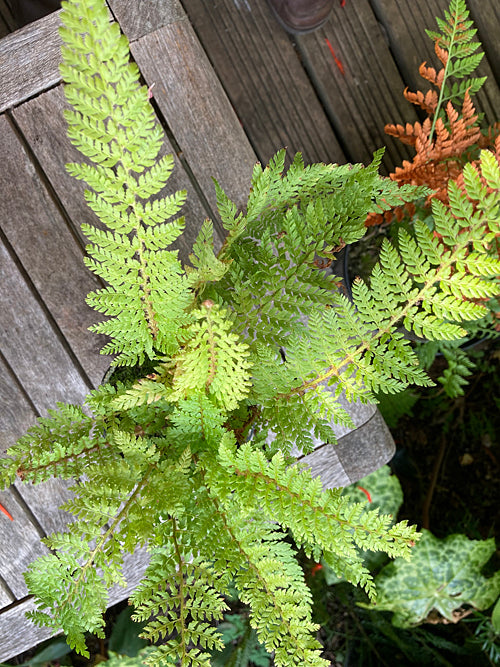 ARACHNOIDES TRIPINNATA from Ray Smith