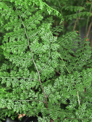 ARAIOSTEGIA HYMENOPHYLLOIDES