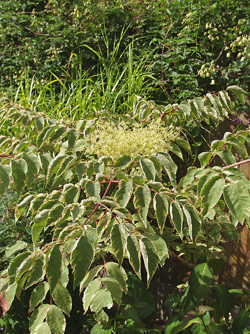 ARALIA ELATA 'AUREOVARIEGATA'