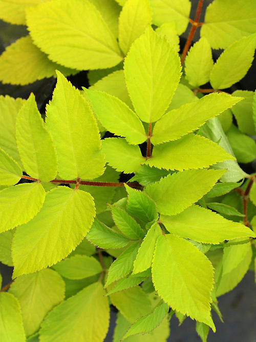 ARALIA CORDATA 'SUN KING'
