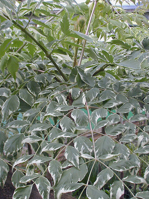 ARALIA ELATA 'VARIEGATA'
