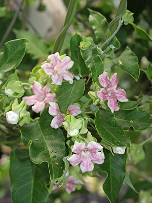 ARAUJIA SERICIFERA