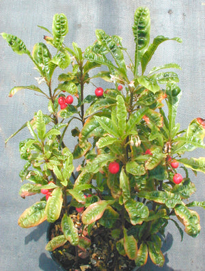 ARDISIA JAPONICA