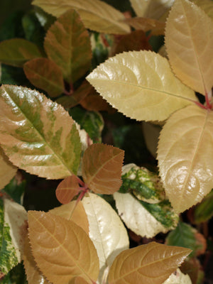 ARDISIA JAPONICA 'MIYO-NISHIKI'