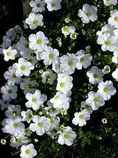 ARENARIA MONTANA