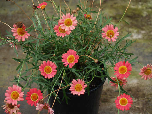 ARGYRANTHEMUM 'SAÕ VINCENTE'