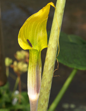 ARISAEMA SP. Chen Yi A-97