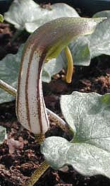 ARISARUM VULGARE var.TYPICUM