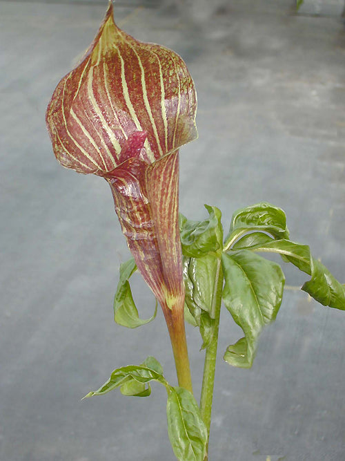 ARISAEMA CONSANGUINEUM 'DEVA TEMPLE' (GG 92107)