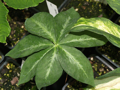 ARISAEMA CONSANGUINEUM 'MARBLED LEAF' GG 92128