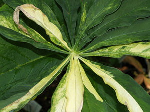 ARISAEMA CILIATUM variegated