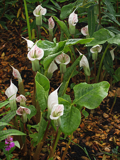 ARISAEMA CANDIDISSIMUM