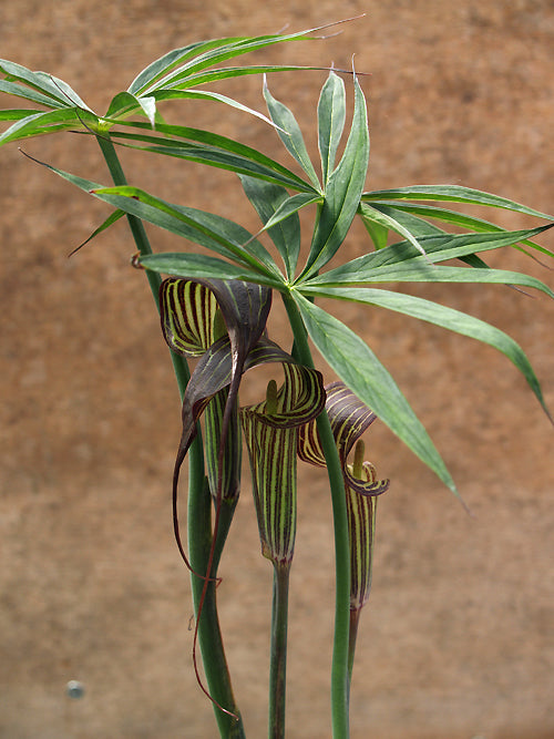 ARISAEMA CILIATUM var.LIUBAENSE