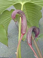 ARISAEMA COSTATUM