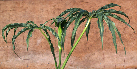 ARISAEMA CONSANGUINEUM 'THE PERFECT WAVE'