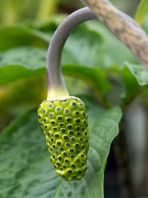 ARISAEMA CONSANGUINEUM