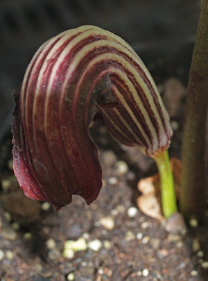 ARISAEMA ELEPHAS