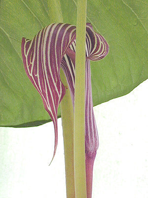 ARISAEMA FARGESII