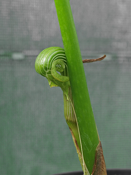 ARISAEMA GALEATUM