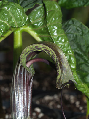 ARISAEMA GRIFFITHII
