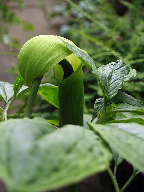 ARISAEMA HELLEBORIFOLIUM