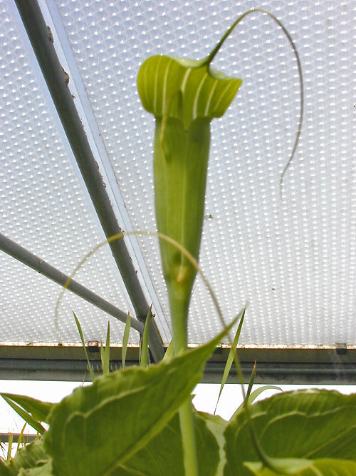 ARISAEMA JACQUEMONTII