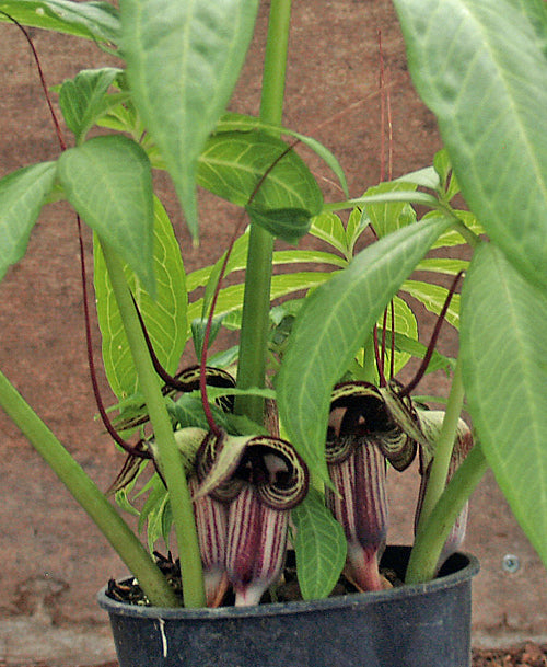 ARISAEMA KIUSHIANUM 'KIKKOU FU'